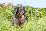 BEAUCERON 464